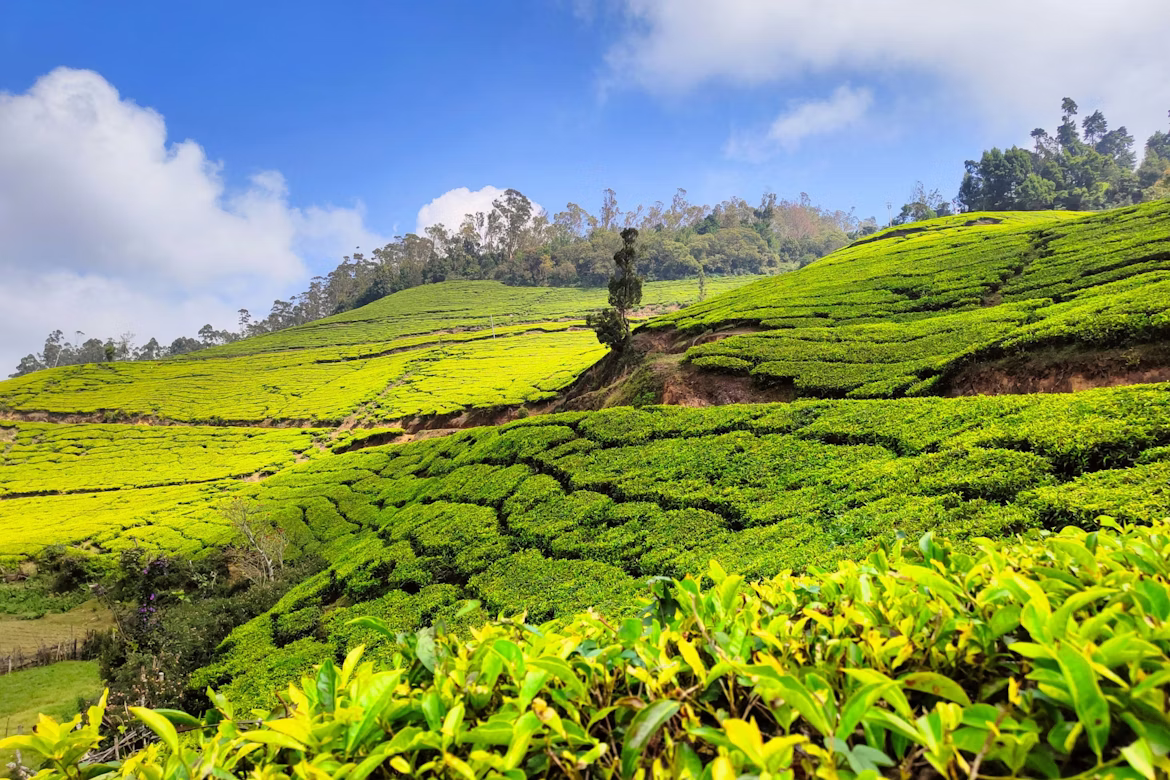 3 Day Munnar Tour Package from Varkala